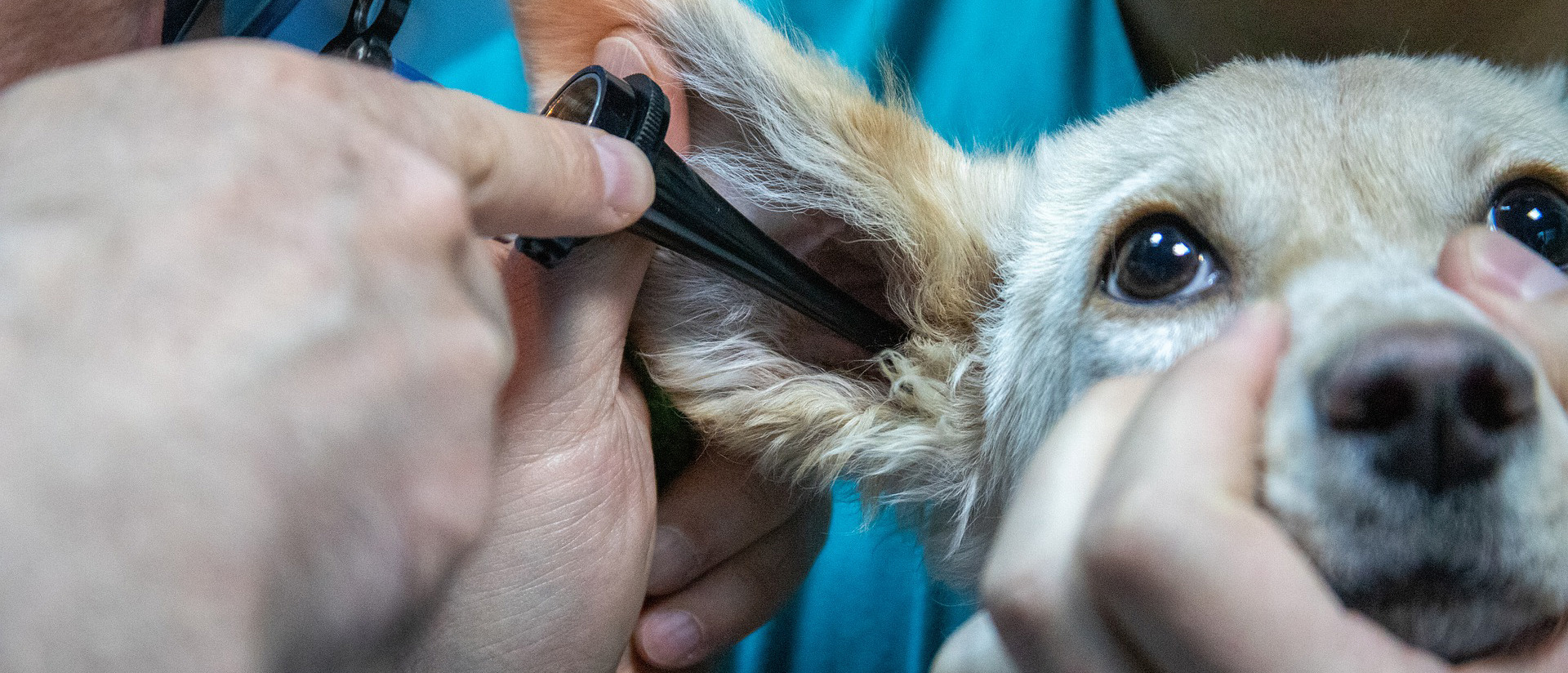 Tutkitaan koiran korvaa